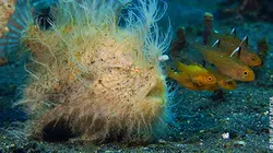 Etranges créatures Survie sous l'océan