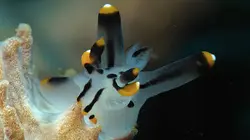 Etranges créatures Bottes secrètes