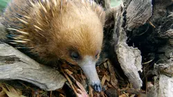 Etranges créatures Colosses minuscules