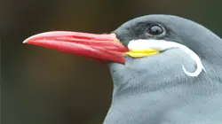 Etranges créatures Bêtes à plumes
