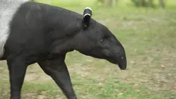 Etranges créatures S01E01 Attention les narines!