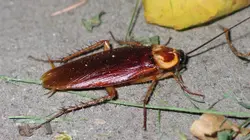 Etranges créatures Au pays des excentriques