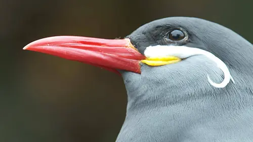 Etranges créatures Bêtes à plumes