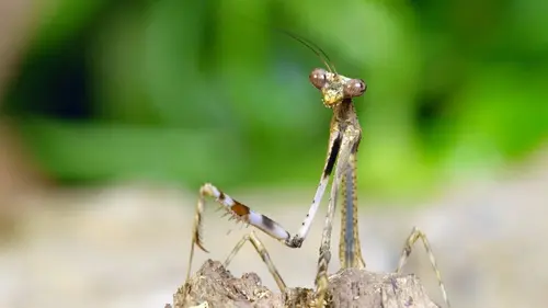 Etranges créatures Le cabinet des curiosités