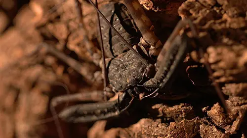 Etranges créatures Au pays des excentriques