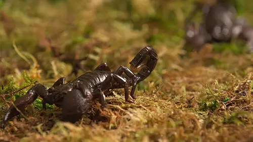Etranges créatures La survie dans la peau