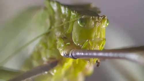 Etranges créatures L'habit ne fait pas la bestiole