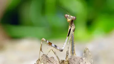 Etranges créatures Le cabinet des curiosités