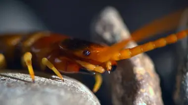 Etranges créatures Monstres venimeux