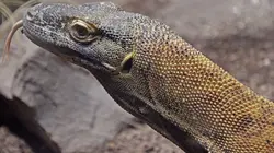 Etranges et mystérieux monstres Mégalania