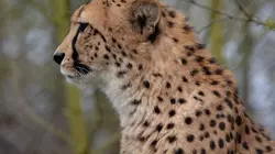 Etranges et mystérieux monstres  Les jaguars du Yucatan