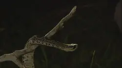 Etranges et mystérieux monstres  Le poisson tête-de-serpent