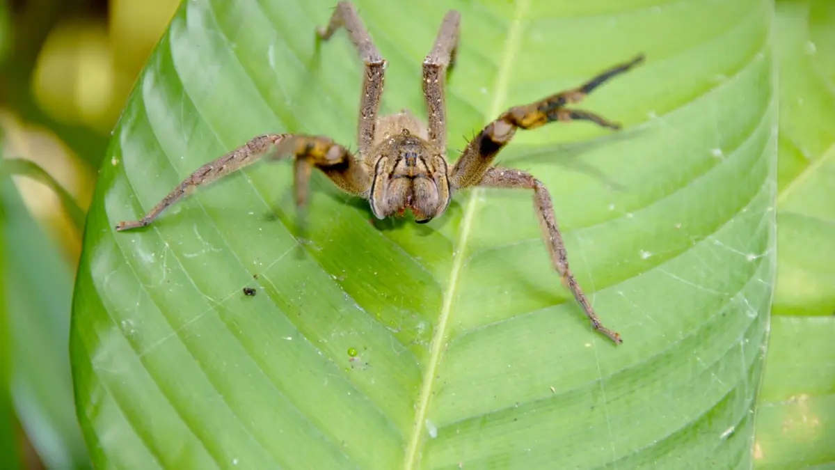 Etranges et mystérieux monstres L'araignée banane