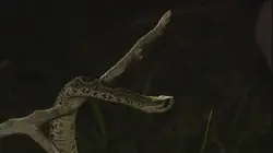 Etranges et mystérieux monstres  Le poisson tête-de-serpent