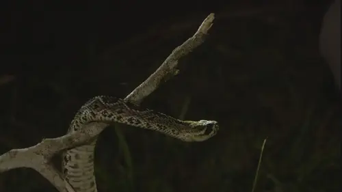 Etranges et mystérieux monstres Le poisson tête-de-serpent