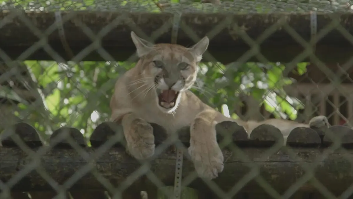 Etranges et mystérieux monstres Le puma d'Amérique du Nord