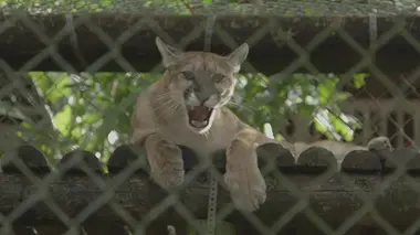 Le puma d'Amérique du Nord