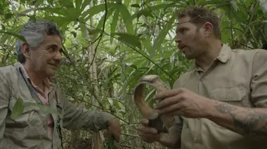 Les jaguars du Yucatan