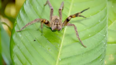 Etranges et mystérieux monstres L'araignée banane