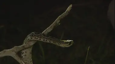 Etranges et mystérieux monstres Le poisson tête-de-serpent