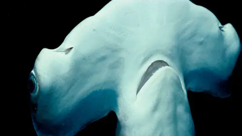 Etranges requins