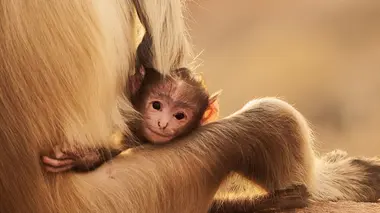 L'aventure des animaux