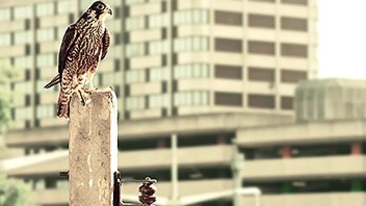 Evolution des espèces : quand l'homme s'en mêle