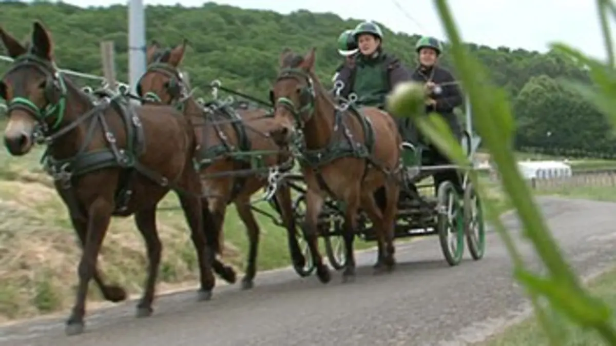 Exceptionnel comme une mule