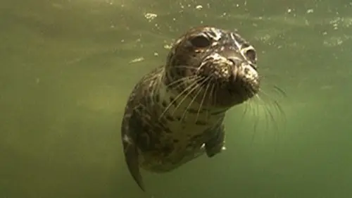 Expédition 50° E04 L'océan Atlantique