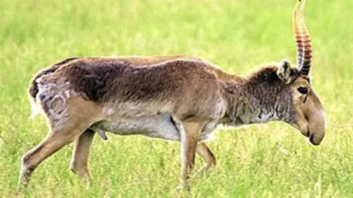 Expédition 50° E01 L'Asie centrale