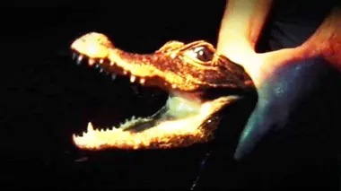 Expédition Abanda : à la recherche du crocodile orange