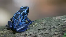 Expédition aux sources de l'Essequibo E05 En pays Indien