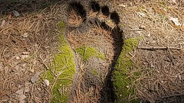 La main de la créature