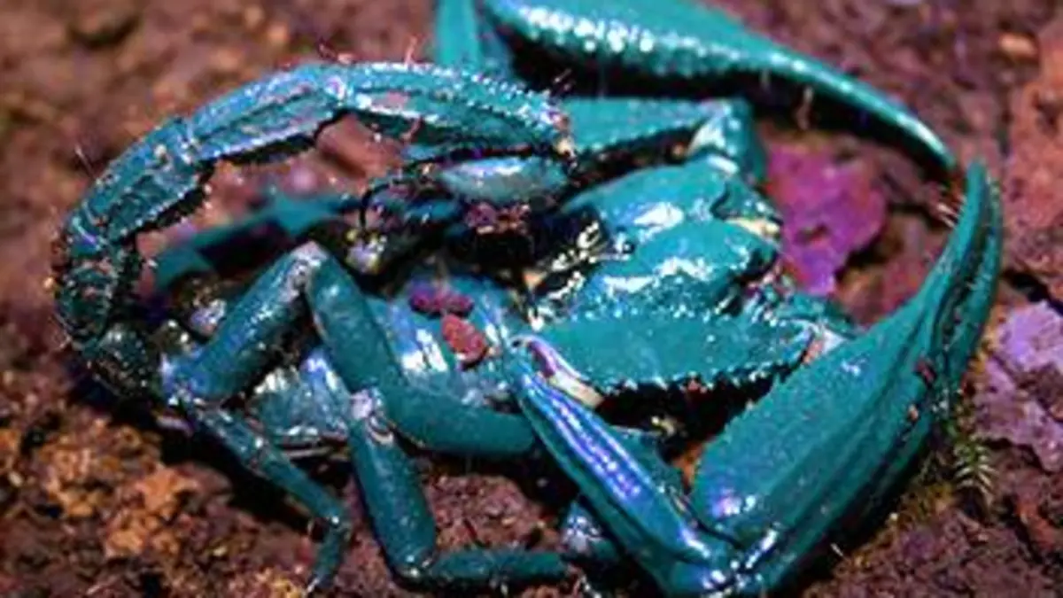 Expédition Bornéo E01 Premiers pas dans la jungle