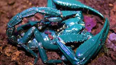 Premiers pas dans la jungle