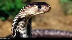 Expédition Golem Grad, l'île aux serpents