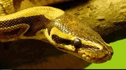 Expédition Golem Grad, l'île aux serpents