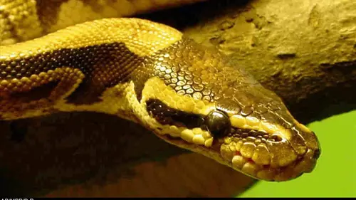 Expédition Golem Grad, l'île aux serpents