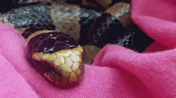 Expédition Grand Lagon Sud