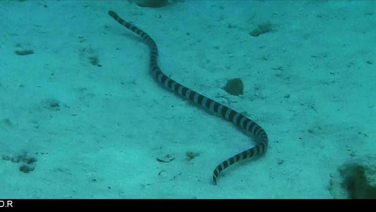 Expédition Grand Lagon Sud