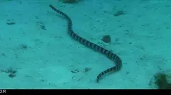 Expédition Grand Lagon Sud