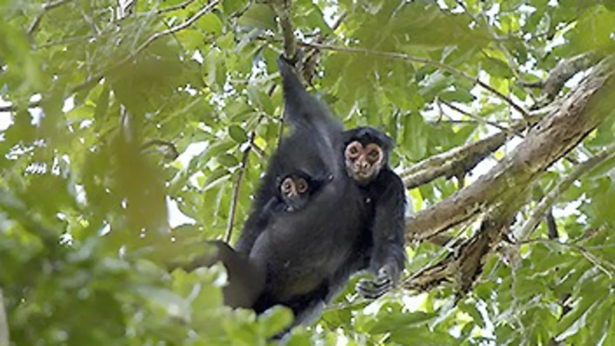 Expédition Guyana E02 Au coeur de la jungle