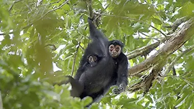 Au coeur de la jungle