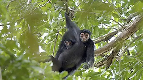 Expédition Guyana E02 Au coeur de la jungle