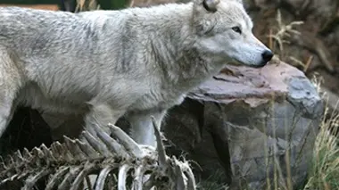 Des loups porteurs d'espoir
