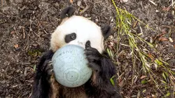 Expédition Pairi Daiza S07E01