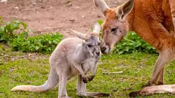 Expédition Pairi Daiza S08E07