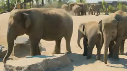 Expédition Pairi Daiza Emission 2