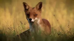 Expédition Pairi Daiza S10E05