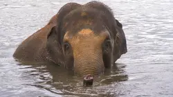 Expédition Pairi Daiza S11E01